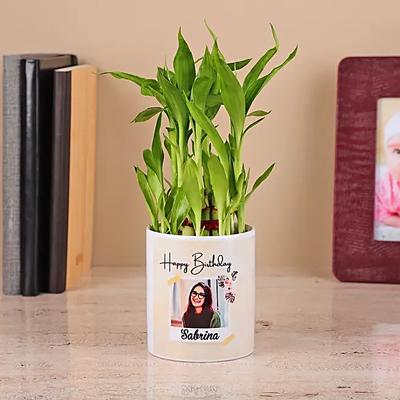 2 Layer Bamboo Plant in White Color Ceramic Pot
