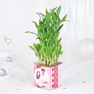 Bamboo Plant Whispers of Love