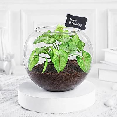 Birthday Special Syngonium Plant