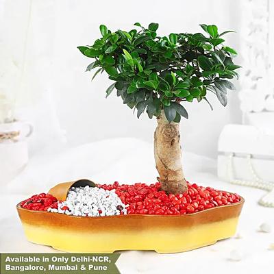 Bonsai Plant Vibrant Garden Pot