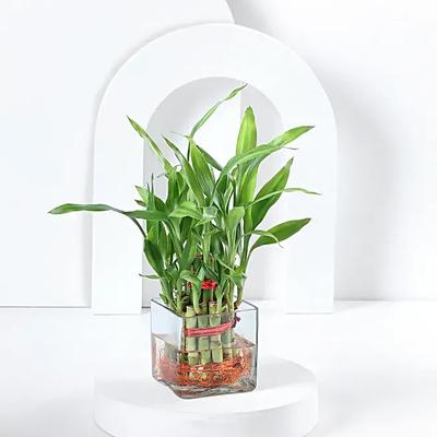 Bringing Good Luck Standard