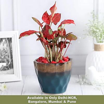 Chic Syngonium in Luxe Pot