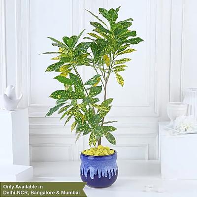 Croton Lemon Zest Delight