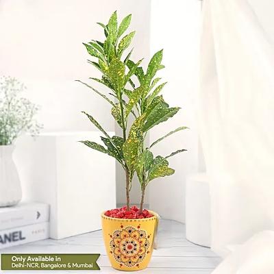 Croton Plant in Ceramic Pot