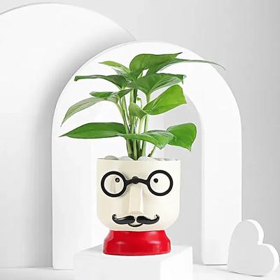 Dapper Boy Spider Plant Gift
