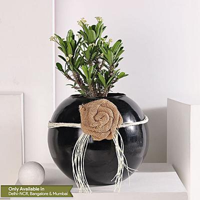 Euphorbia White Harmony