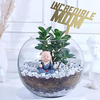 Ficus Compacta Plant Vase For Incredible Mom