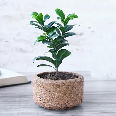 Ficus Compacta