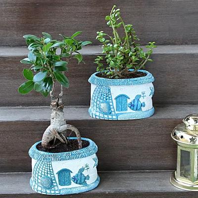 Ficus Ginseng Bonsai Jade Plant Combo Hand Delivery