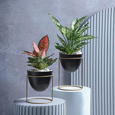 Fresh Green Treasures