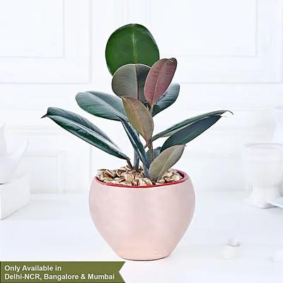 Gold Haven Rubber Plant Oasis