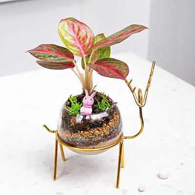 Golden Grace Kokedama