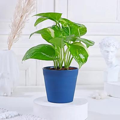 Golden Money Plant in Green Plastic Pot