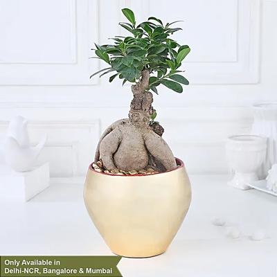 Golden Serenity with Ficus Bonsai