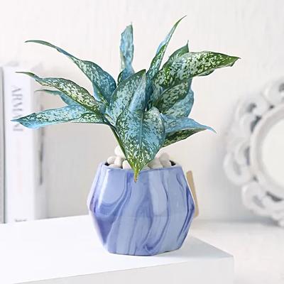 Green Aglaonema Hexagon Pot