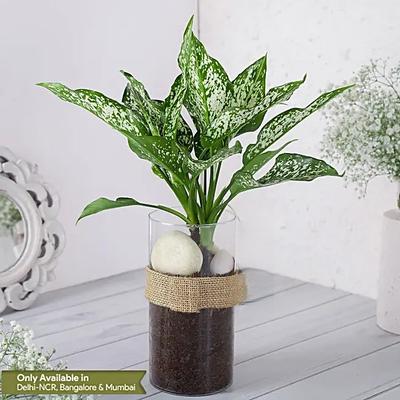 Green Aglaonema Plant In Pebbled Jar