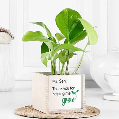 Growth N Gratitude Money Plant