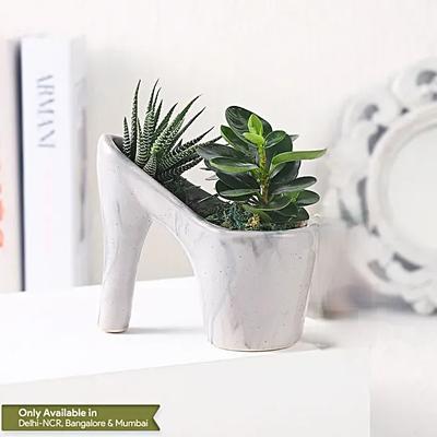 Haworthia N Ficus in Ceramic Pot