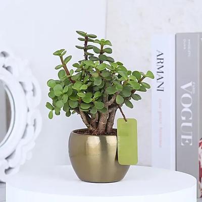 Jade Plant In Golden Metal Pot