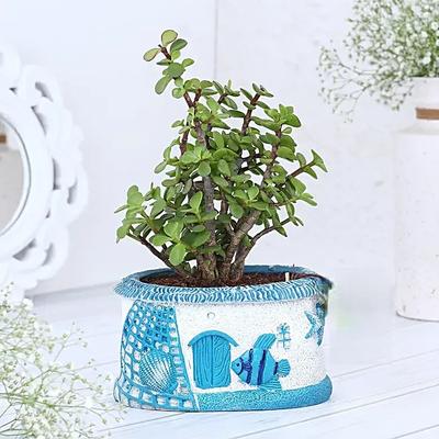 Jade Plant In Sea House Planter Hand Delivery