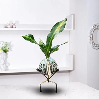 Kokedama Dara Singh Plant