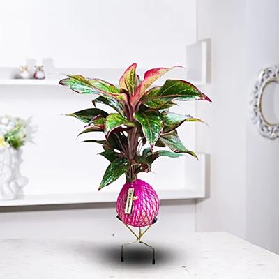 Kokedama Lipstick Plant