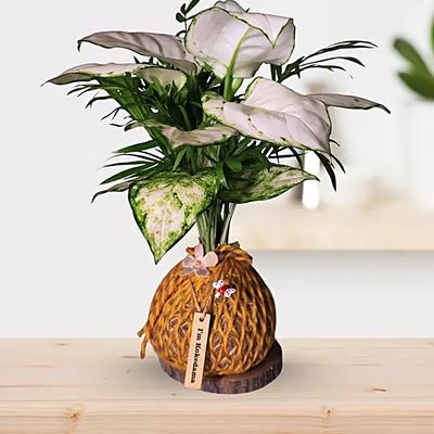 Kokedama Style White Aglaonema Plant Gift