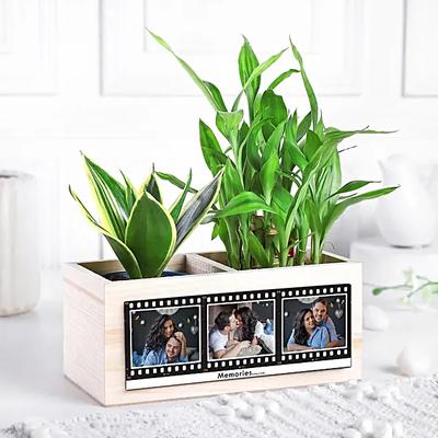 Love N Luck Plant Organiser