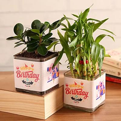 Lucky Bamboo and Ficus Happy Birthday Greetings Set