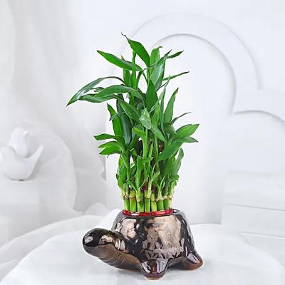 Lucky Bamboo In Tortoise Design Pot
