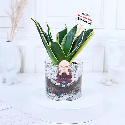 Milestone Bliss Sansevieria Elegance