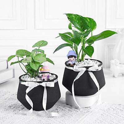 Money N Syngonium Plant Harmony
