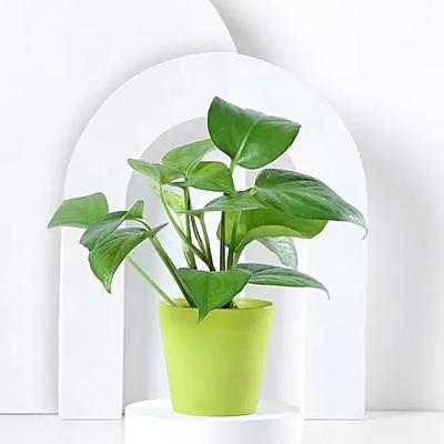 Money Plant in Imported Plastic Pot