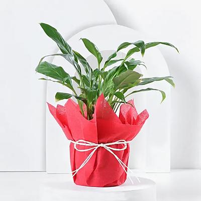 Peace Lily Prosperity Plant