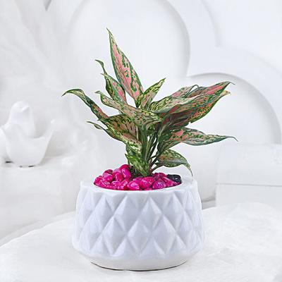 Pink Aglonema Plant In Burfi Cut Pot
