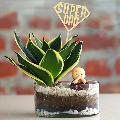 Sanseveria Bliss for Super Dads