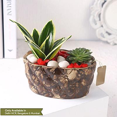 Sanseveria N Echeveria in Ship Planter