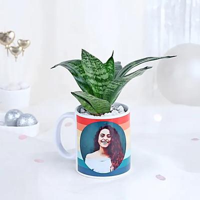 Sansevieria Delight Cup