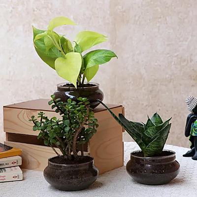 Set of Three Beautiful Plants In Potpori Bowls