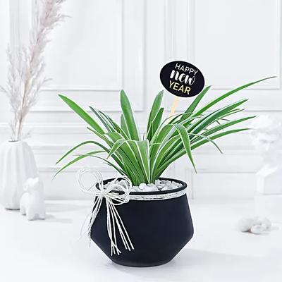 Spider Plant New Year Blessings