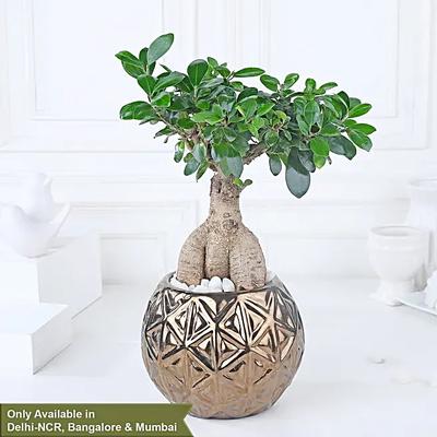 Starlit Ficus Bonsai Ensemble