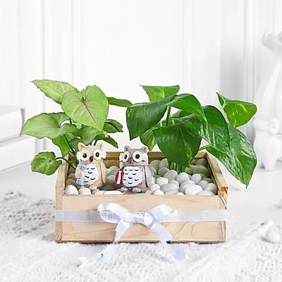 Syngonium N Money Plant Harmony