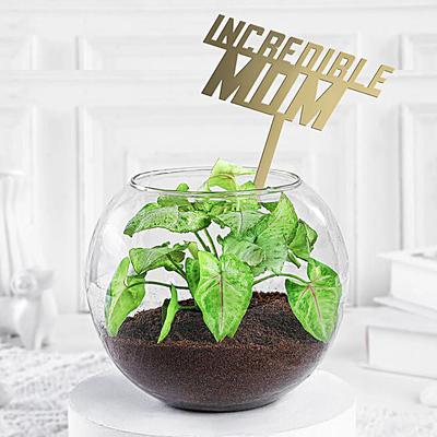 Syngonium Plant Vase For Incredible Mom