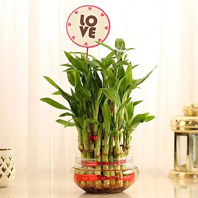 Three Layer Lucky Bamboo For Valentine Day