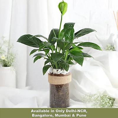 Tranquil Peace Lily Vase Gift