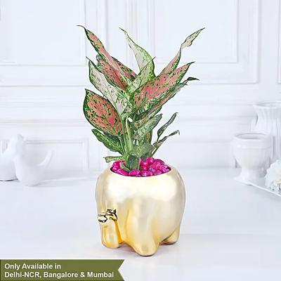 Whimsical Pink Aglaonema Haven